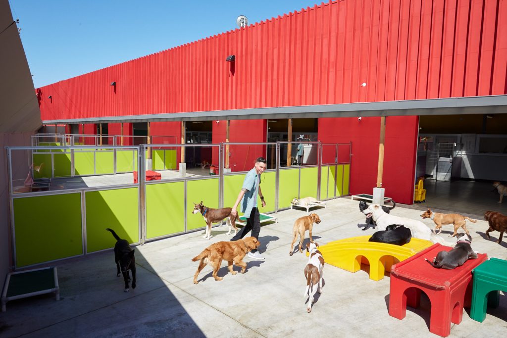 dog daycare with outside play space oakland