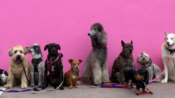 good dogs standing together at pink wall
