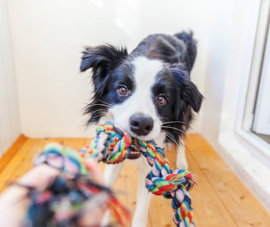 Border Collie - Franklin's Toys