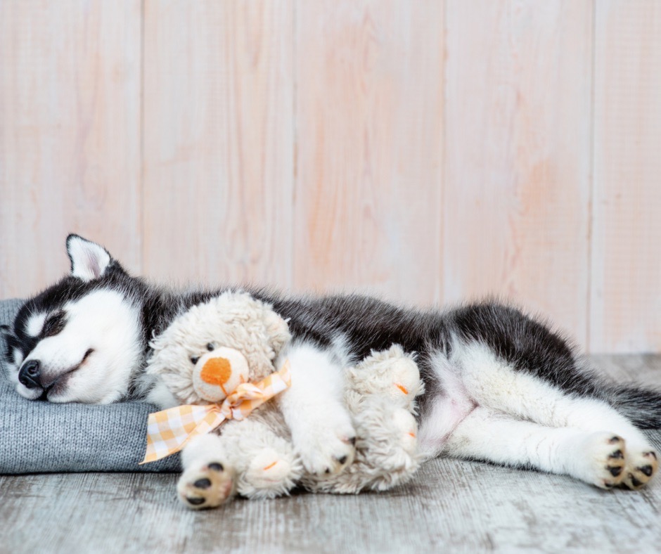 Husky Toys - Engaging Toys for Your Energetic Husky