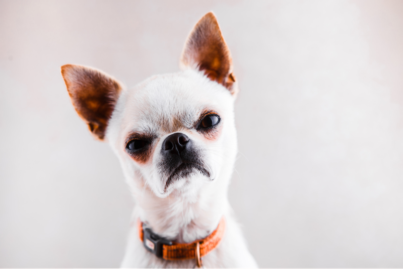 grumpy white dog