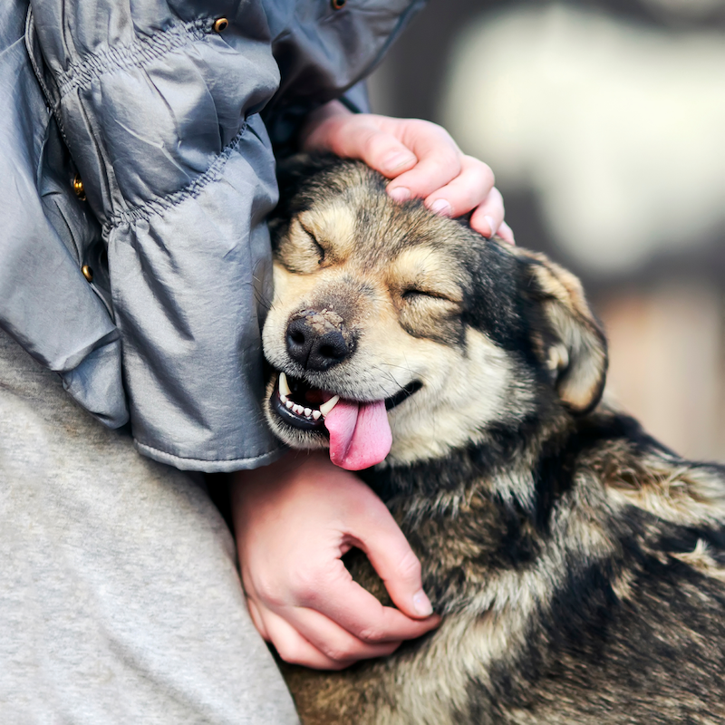 happy dog snuggling person