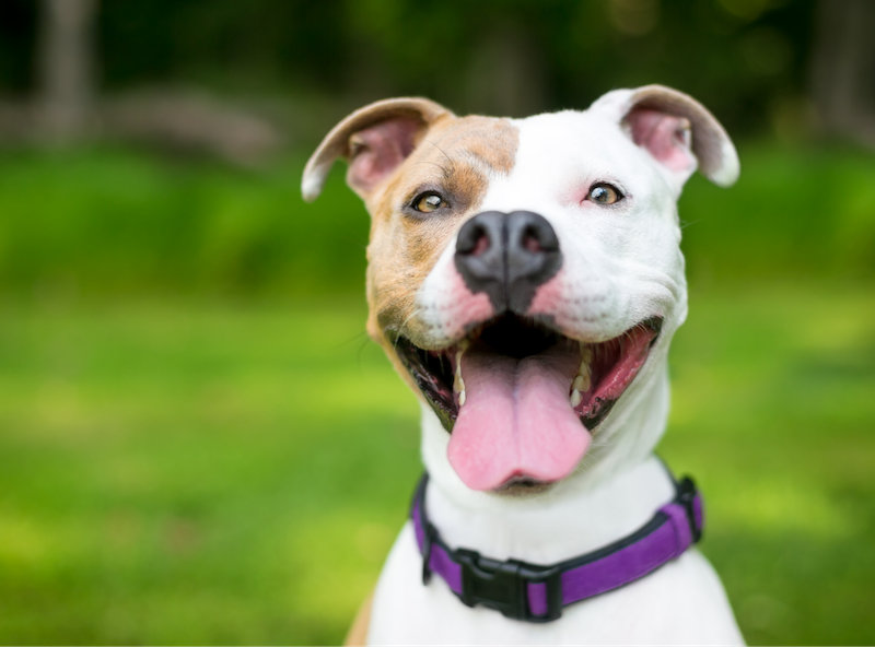 happy pit bull dog