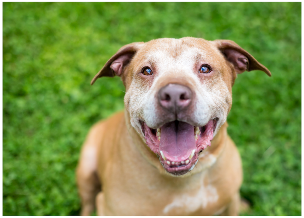 happy senior dog standing in the grass