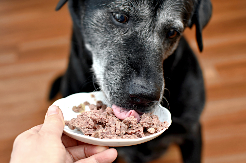 senior dog eating wet food