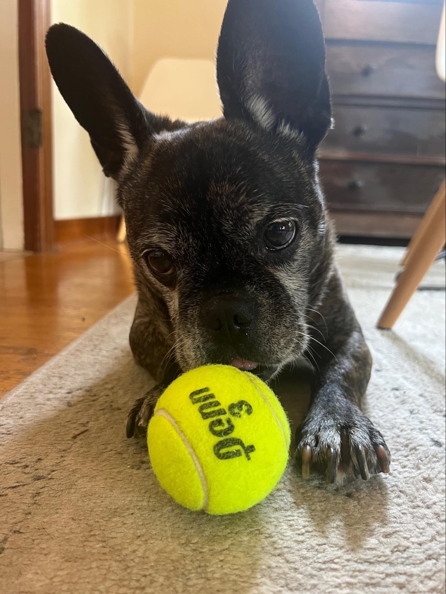 senior dog sniffing tennis ball