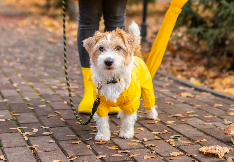 happy hound wearing a yellow rain slicker