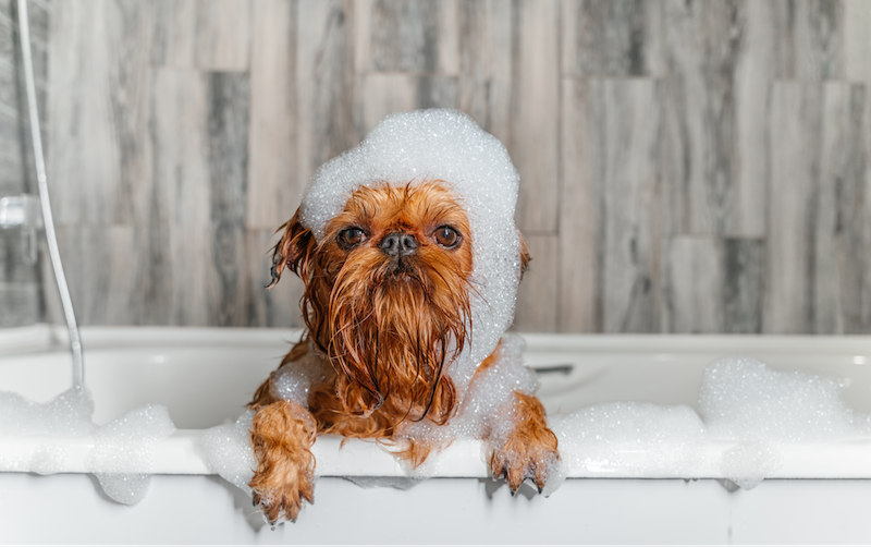 happy hound in a bubble bath